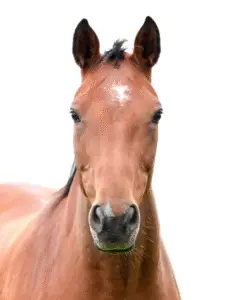 • Alimento para caballos • Trabajo y deporte • Nutrición para articulaciones • Equinos en Ibagué