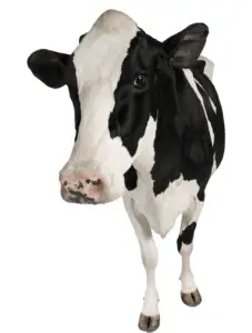 • Alimento para bovinos • Leche y ceba • Alta conversión alimenticia • Ganadería en Tolima