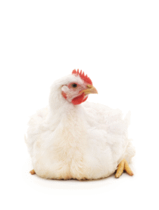 alimentos concentrados especializados para pollos de engorde