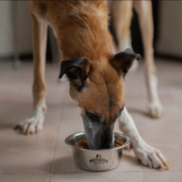 Nutriss Trocitos en Salsa sabor a Carne 100g | Alimento Húmedo para Perros Adultos – Digestión Saludable e Hidratación - Imagen 3