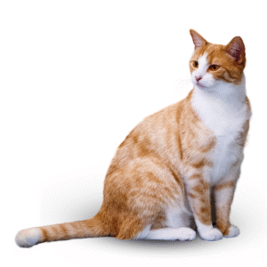 MASCOTAS | Discontegral Ibagué Tolima - Concentrados Contegral - Ringo - Nutriss - Mirringo - Filpo