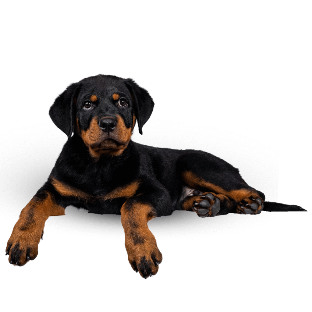 MASCOTAS | Discontegral Ibagué Tolima - Concentrados Contegral - Ringo - Nutriss - Mirringo - Filpo