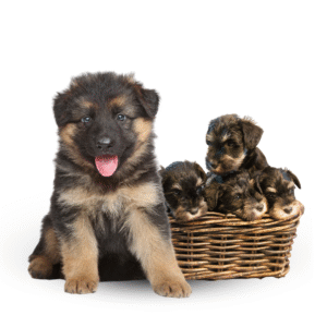 CACHORROS