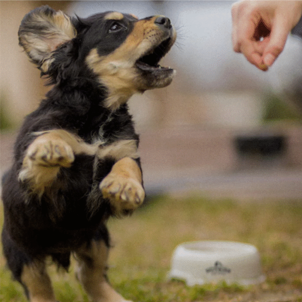 Nutriss Cachorros Sabor Leche | Concentrado con DHA para Perros • Discontegral Ibagué y Tolima - Imagen 2