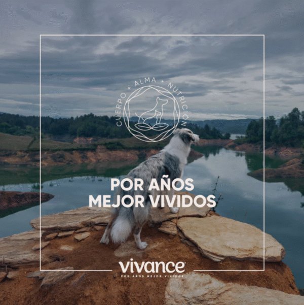 Vivance Vitality Adultos | Libre de granos, probióticos y Omega 3-6 • Discontegral Ibagué y Tolima - Imagen 3